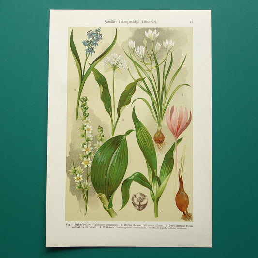 vintage illustratie bloemen