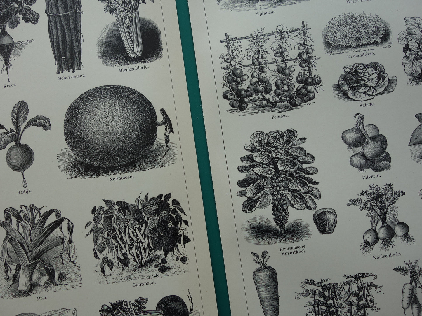 GROENTEN oude prenten van groente uit het jaar 1908 - originele antieke illustratie - set van 2 vintage prints