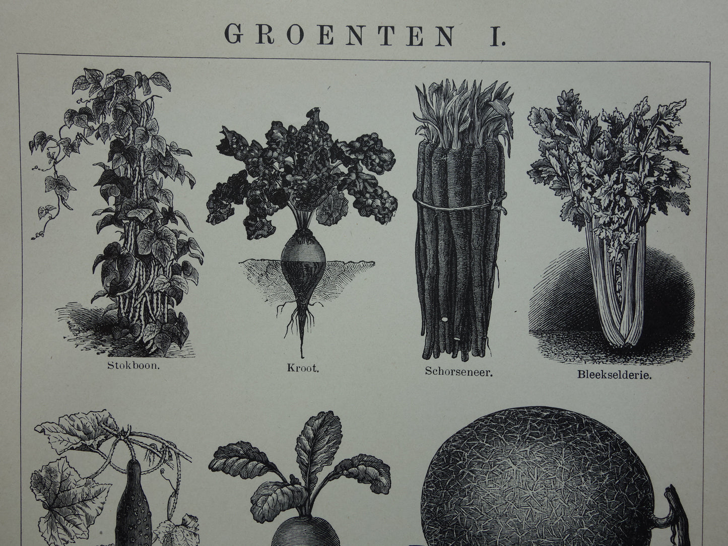 GROENTEN oude prenten van groente uit het jaar 1908 - originele antieke illustratie - set van 2 vintage prints