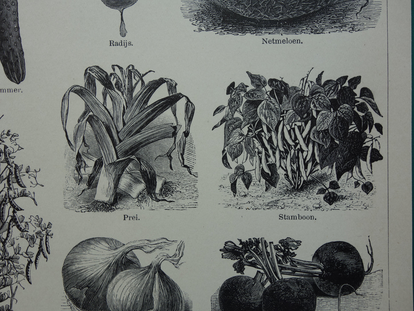 GROENTEN oude prenten van groente uit het jaar 1908 - originele antieke illustratie - set van 2 vintage prints