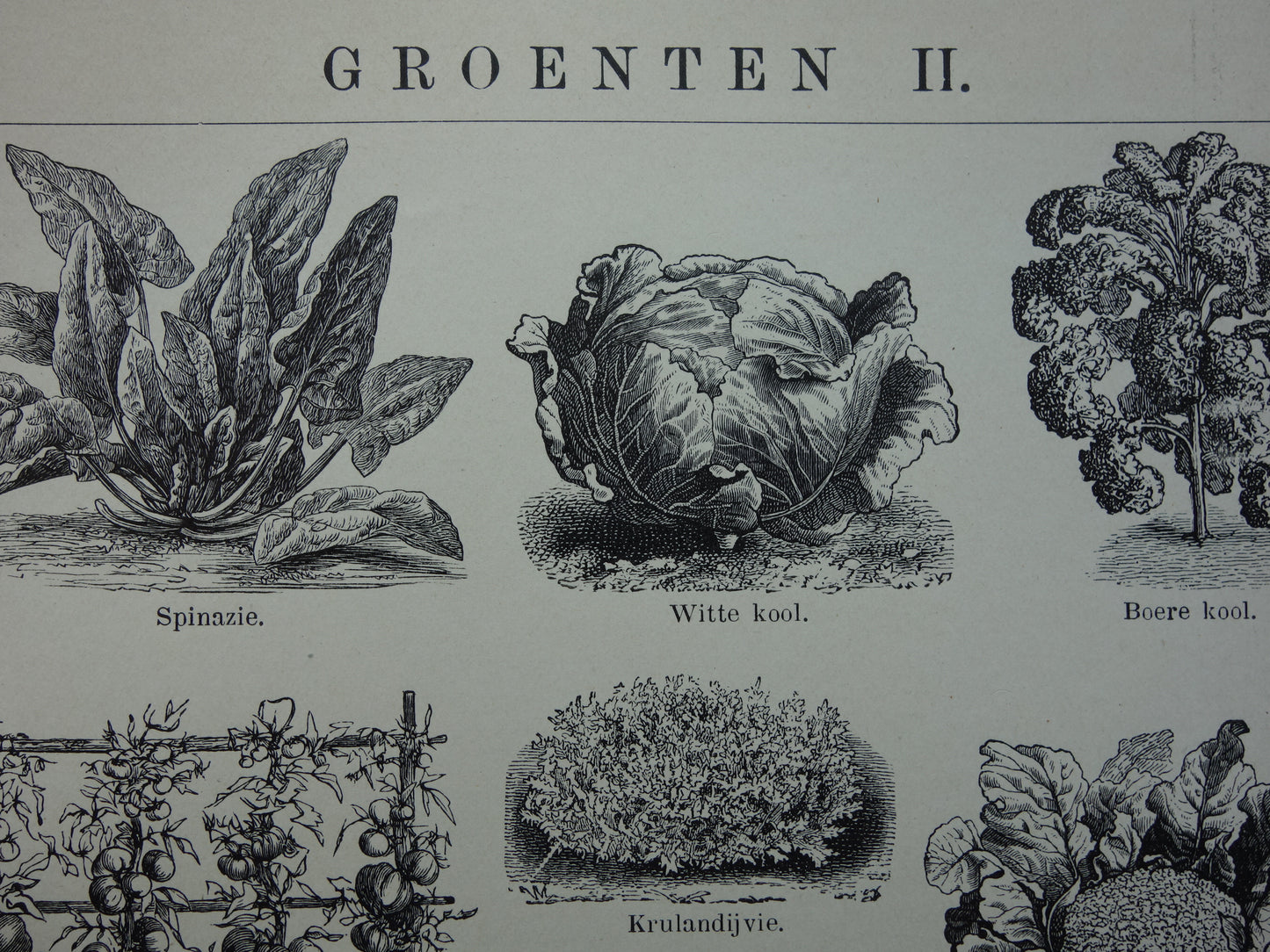 GROENTEN oude prenten van groente uit het jaar 1908 - originele antieke illustratie - set van 2 vintage prints