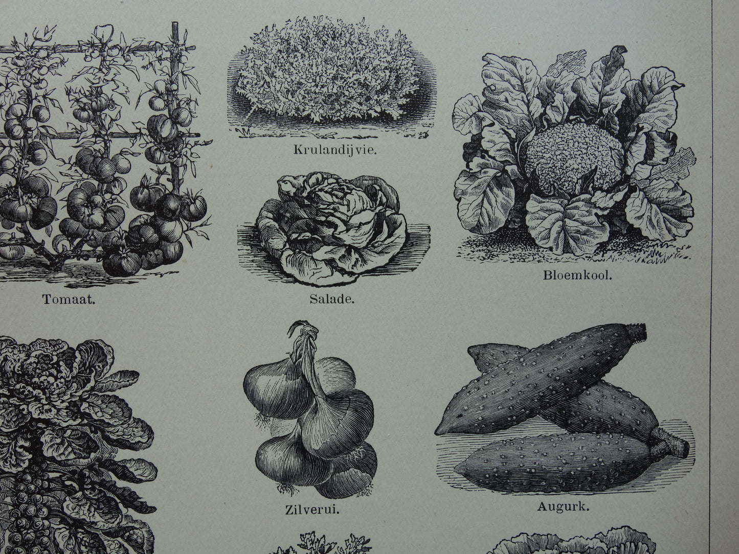 GROENTEN oude prenten van groente uit het jaar 1908 - originele antieke illustratie - set van 2 vintage prints