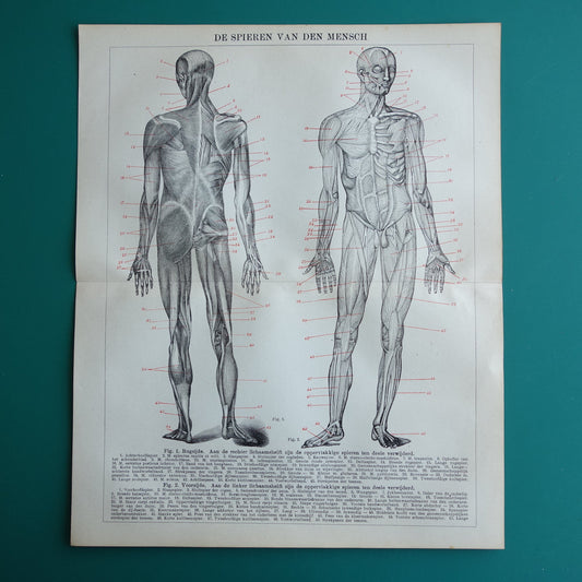 SPIEREN Oude anatomie prent uit 1922 originele vintage anatomische illustratie menselijk lichaam print