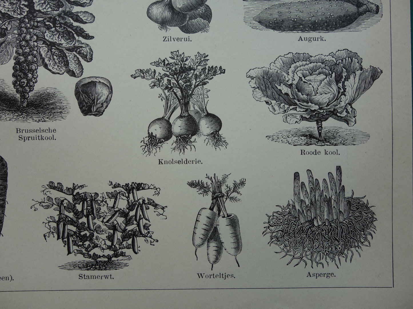 GROENTEN oude prenten van groente uit het jaar 1908 - originele antieke illustratie - set van 2 vintage prints