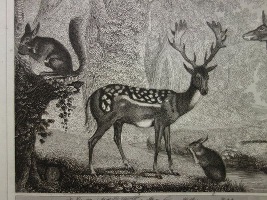 Oude prent van koeien schapen geiten originele antieke herten edelhert illustratie Vintage afbeelding prints
