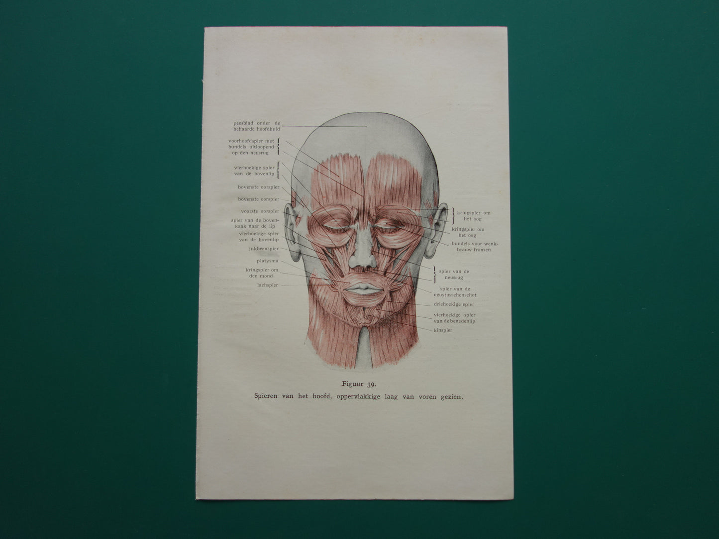 Oude anatomie prent uit 1928 Spieren van hoofd originele vintage anatomische illustratie spier gezicht vintage print