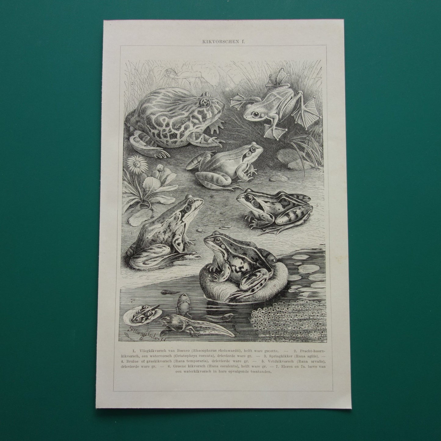 KIKKERS Oude prent uit 1928 Nederlandse originele vintage Kikker Kikvorsch illustratie vintage print