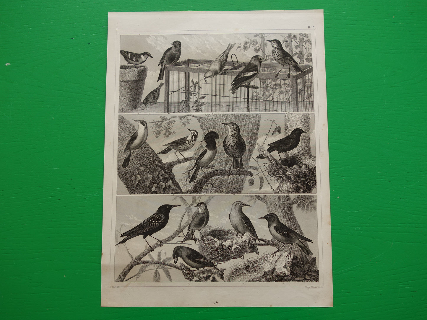 Antieke vogel prent van Zangvogels originele 170+ jaar oude illustratie Merel Spreeuw Lijster Mus Vink vintage vogels afbeelding prints