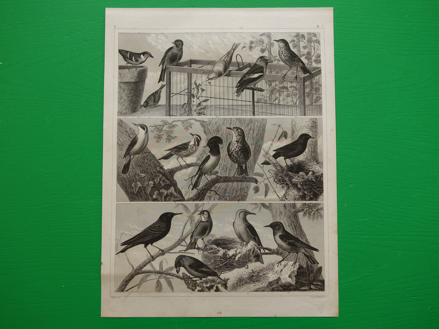 Antieke vogel prent van Zangvogels originele 170+ jaar oude illustratie Merel Spreeuw Lijster Mus Vink vintage vogels afbeelding prints