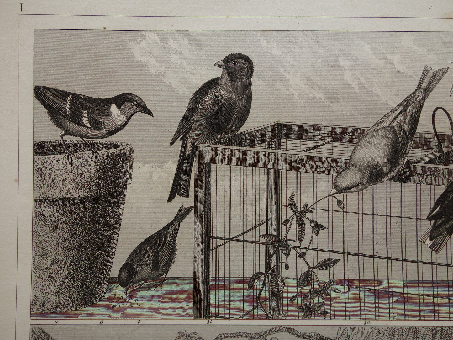 Antieke vogel prent van Zangvogels originele 170+ jaar oude illustratie Merel Spreeuw Lijster Mus Vink vintage vogels afbeelding prints