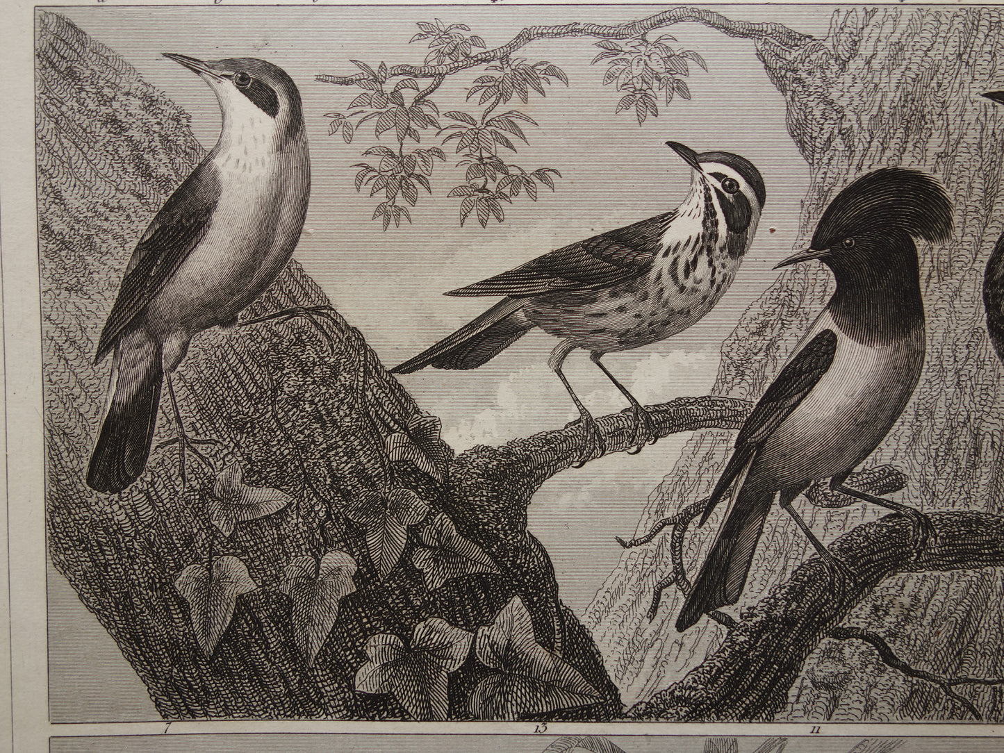 Antieke vogel prent van Zangvogels originele 170+ jaar oude illustratie Merel Spreeuw Lijster Mus Vink vintage vogels afbeelding prints