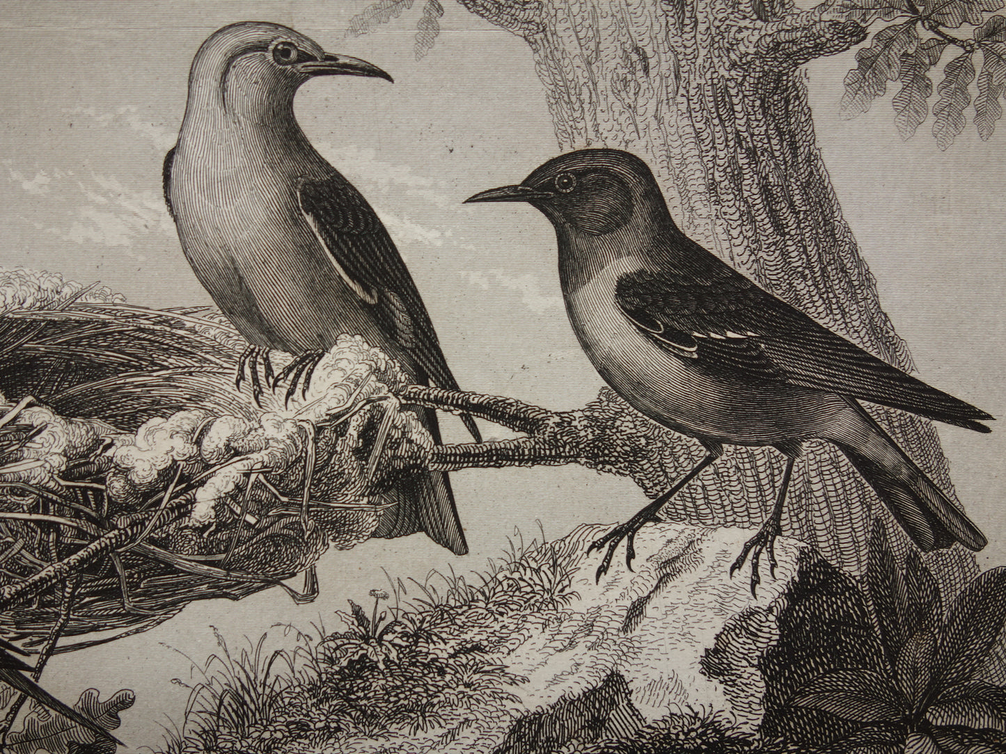 Antieke vogel prent van Zangvogels originele 170+ jaar oude illustratie Merel Spreeuw Lijster Mus Vink vintage vogels afbeelding prints