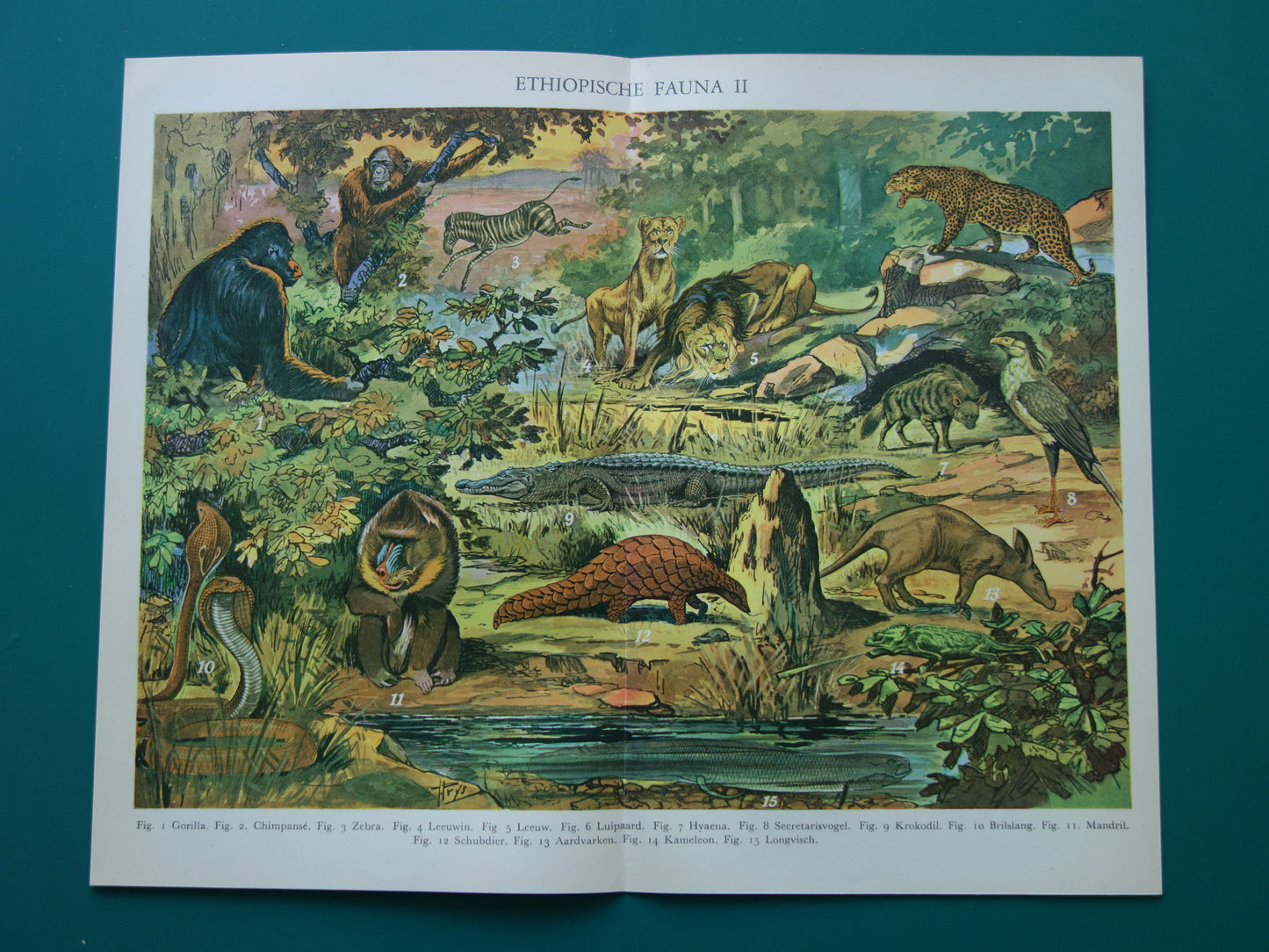 Oude prent van dieren uit Afrika / Ethiopië Originele vintage print met illustratie van Zebra Gorilla Leeuw Luipaard Mandril