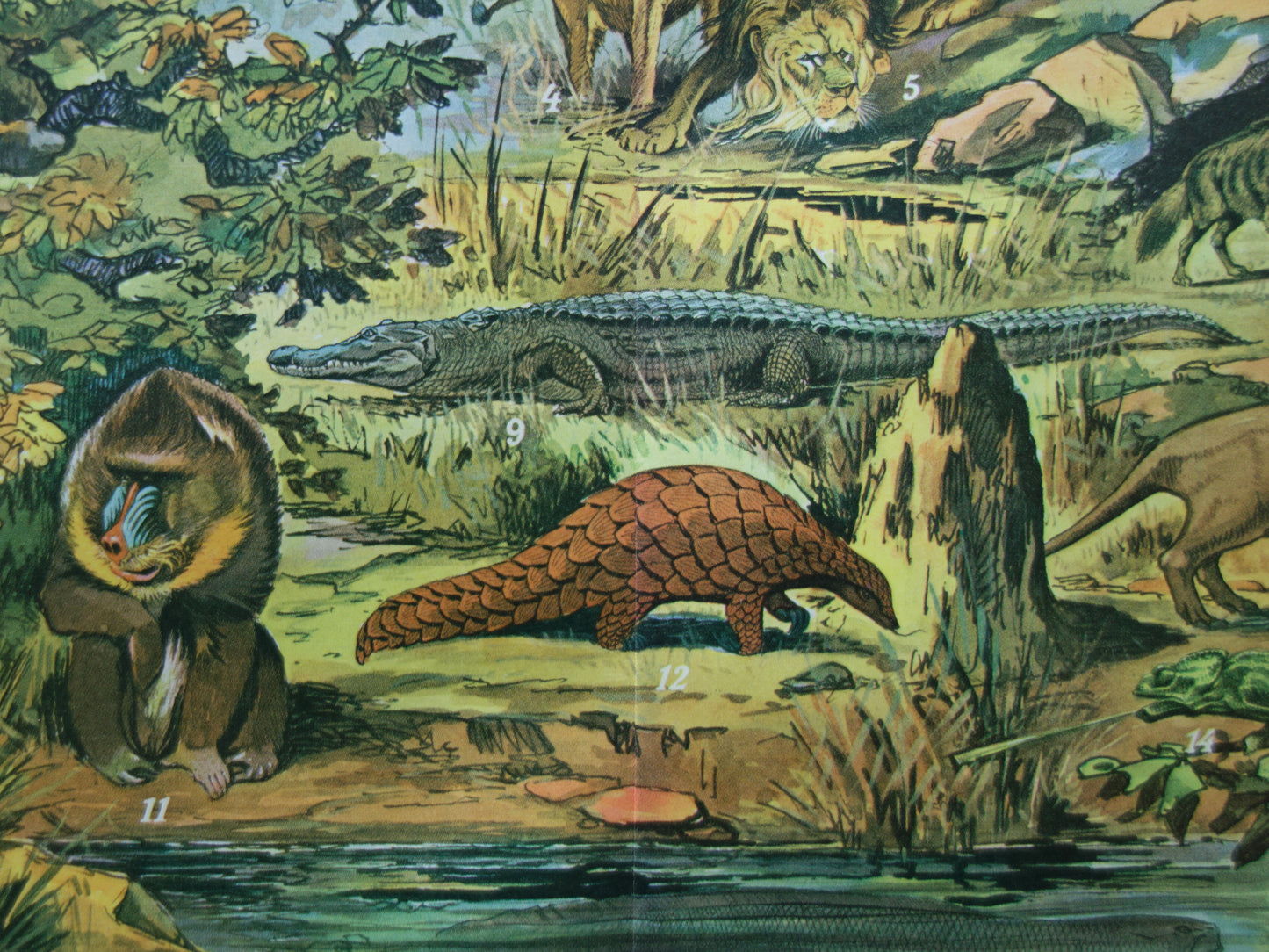 Oude prent van dieren uit Afrika / Ethiopië Originele vintage print met illustratie van Zebra Gorilla Leeuw Luipaard Mandril