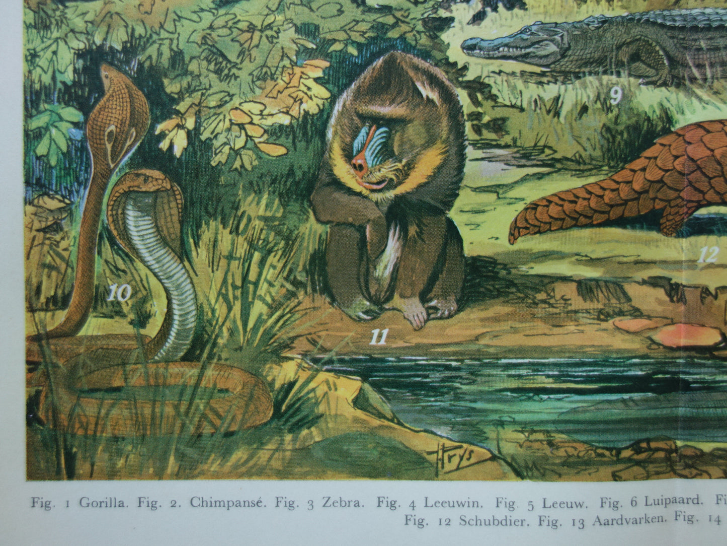 Oude prent van dieren uit Afrika / Ethiopië Originele vintage print met illustratie van Zebra Gorilla Leeuw Luipaard Mandril