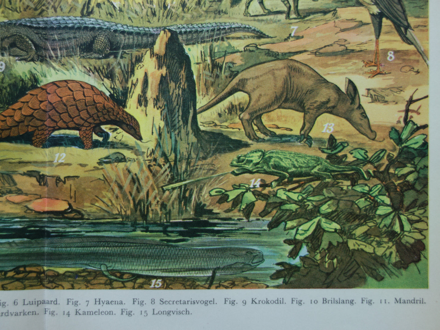 Oude prent van dieren uit Afrika / Ethiopië Originele vintage print met illustratie van Zebra Gorilla Leeuw Luipaard Mandril