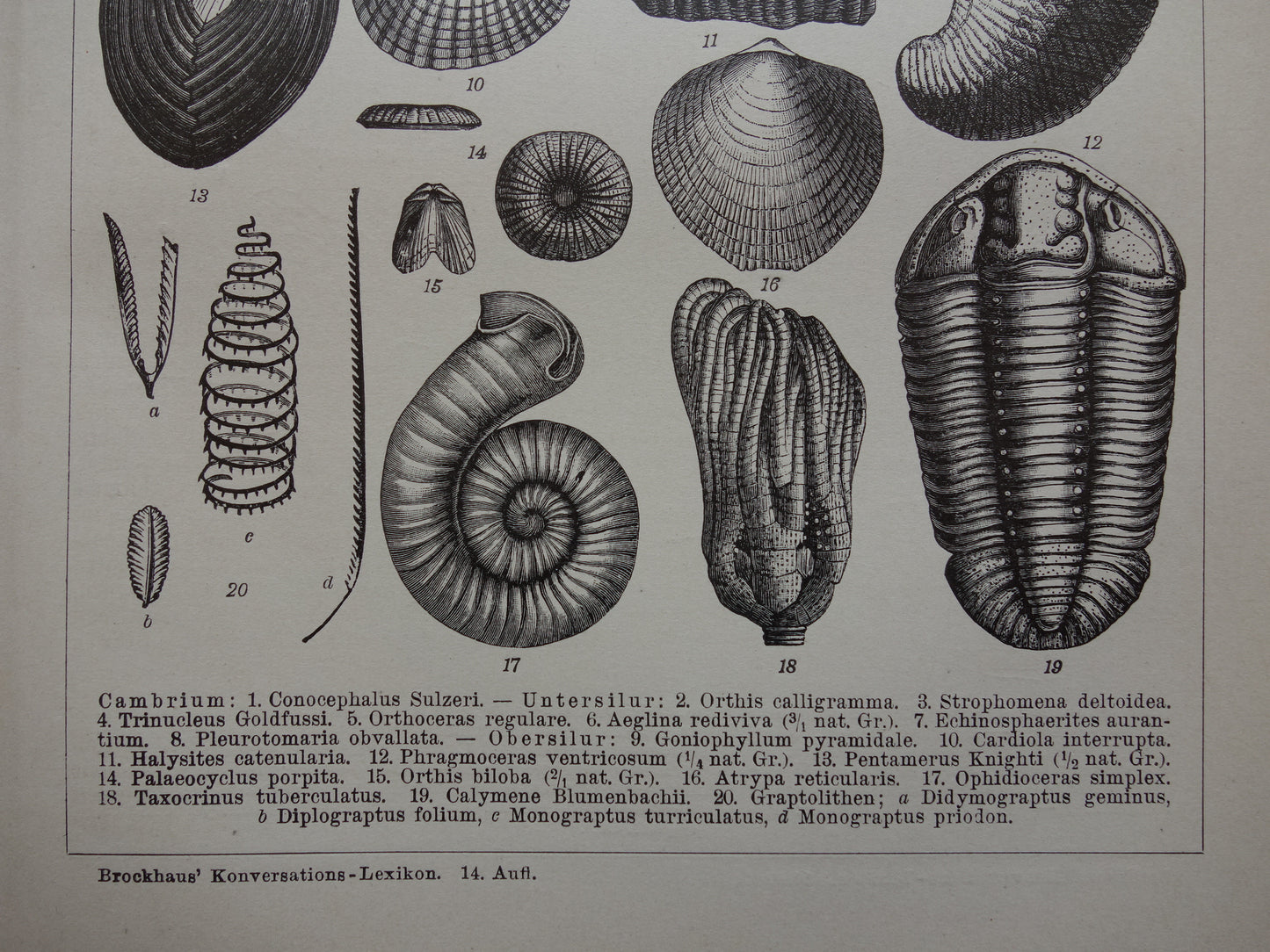 FOSSIEL Vintage Print Set van twee antieke fossielen Prints van Schelpen Ammonieten Paleozoïcum Tijdperk Oude Illustratie Prints