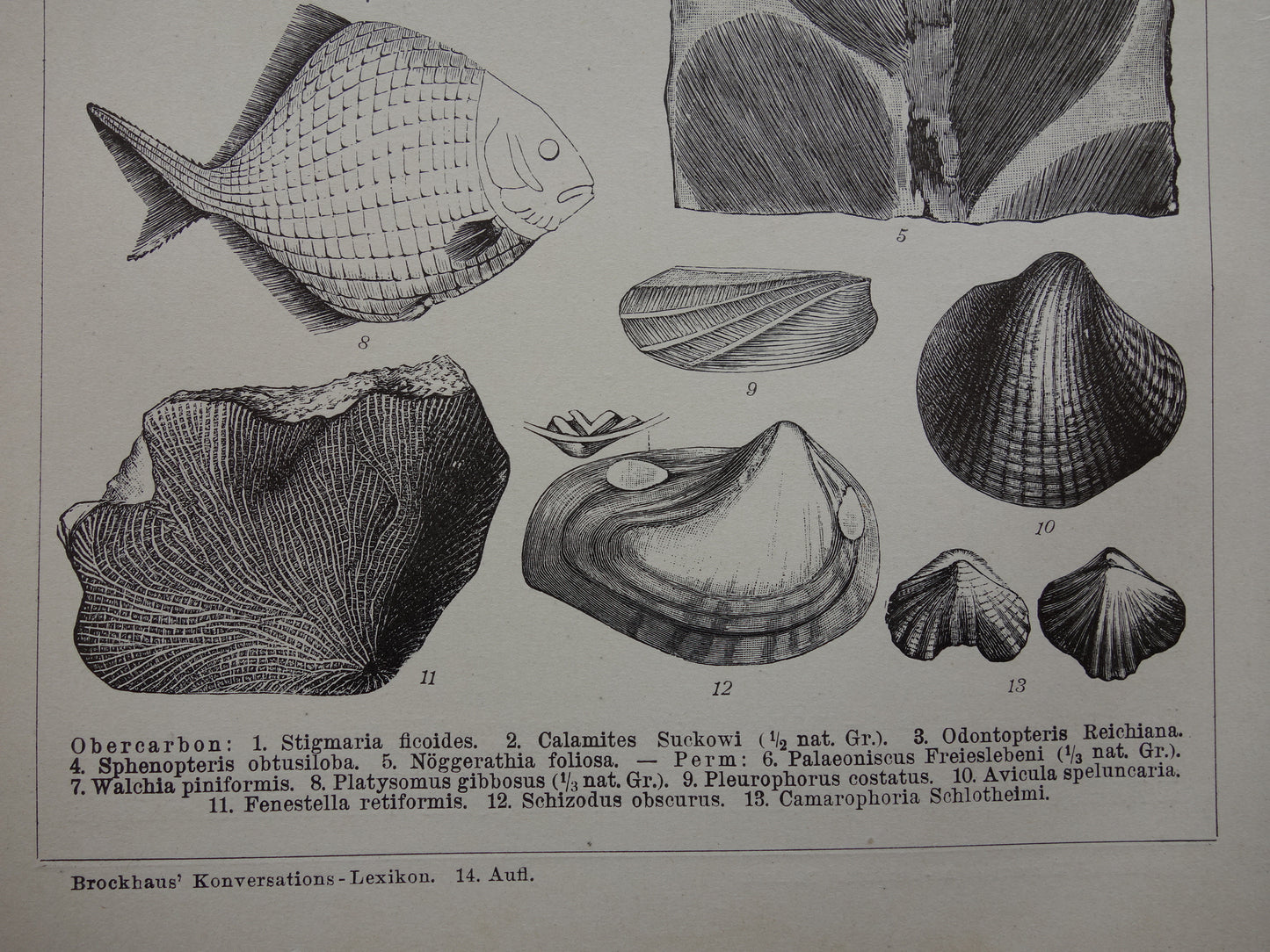 FOSSIEL Vintage Print Set van twee antieke fossielen Prints van Schelpen Ammonieten Paleozoïcum Tijdperk Oude Illustratie Prints