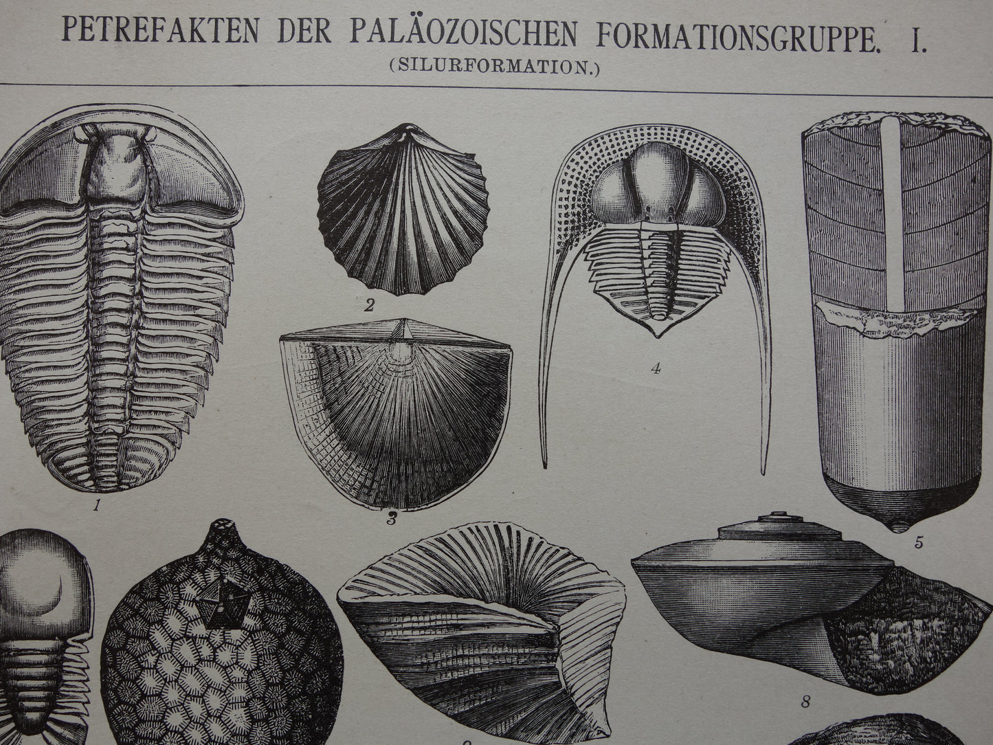 FOSSIEL Vintage Print Set van twee antieke fossielen Prints van Schelpen Ammonieten Paleozoïcum Tijdperk Oude Illustratie Prints