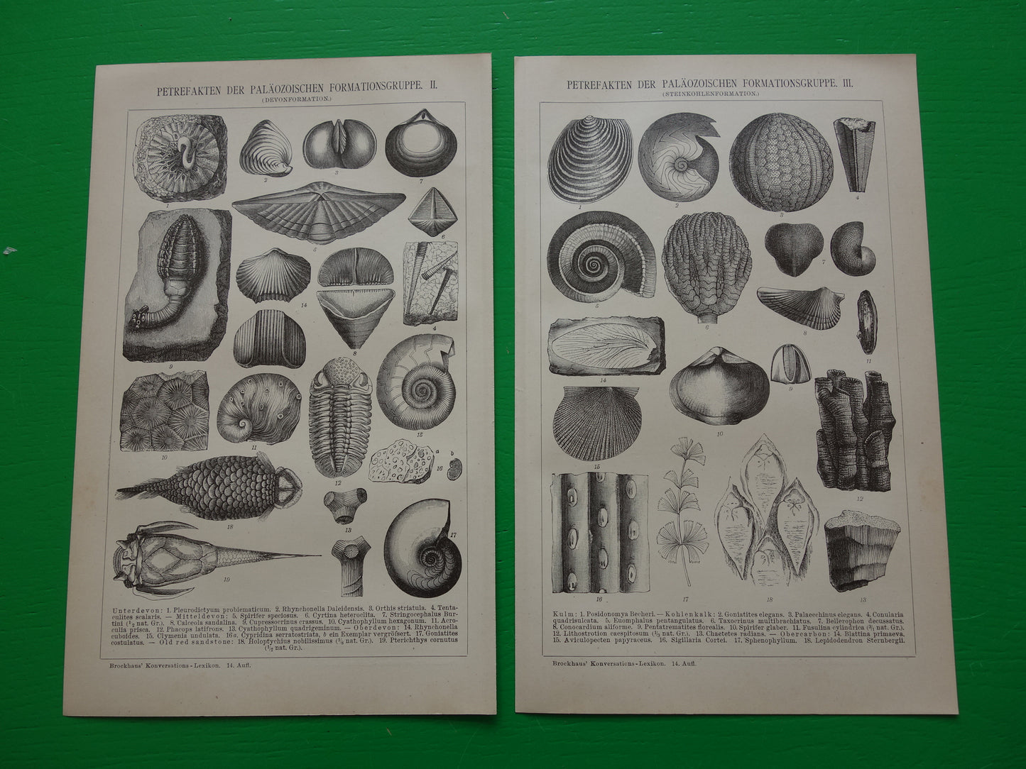 FOSSIEL Vintage Print Set van twee antieke fossielen Prints van Schelpen Ammonieten Paleozoïcum Tijdperk Oude Illustratie Prints