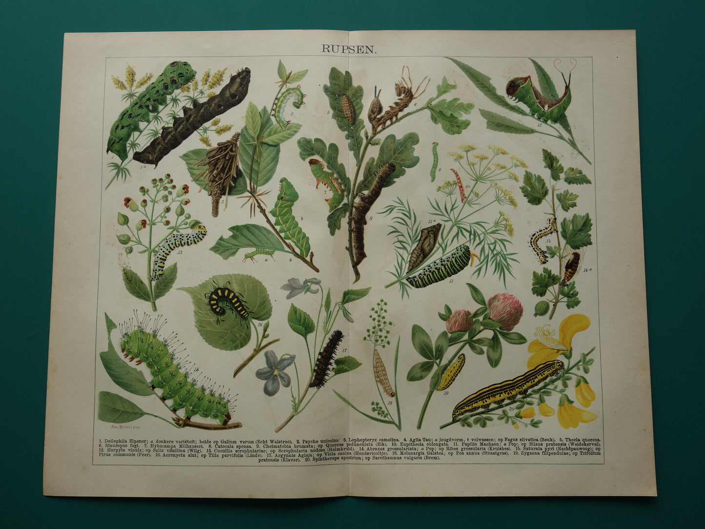 Oude prent van rupsen Originele antieke print rupssoorten uit 1910 Vintage rups illustratie vlinders vlinder