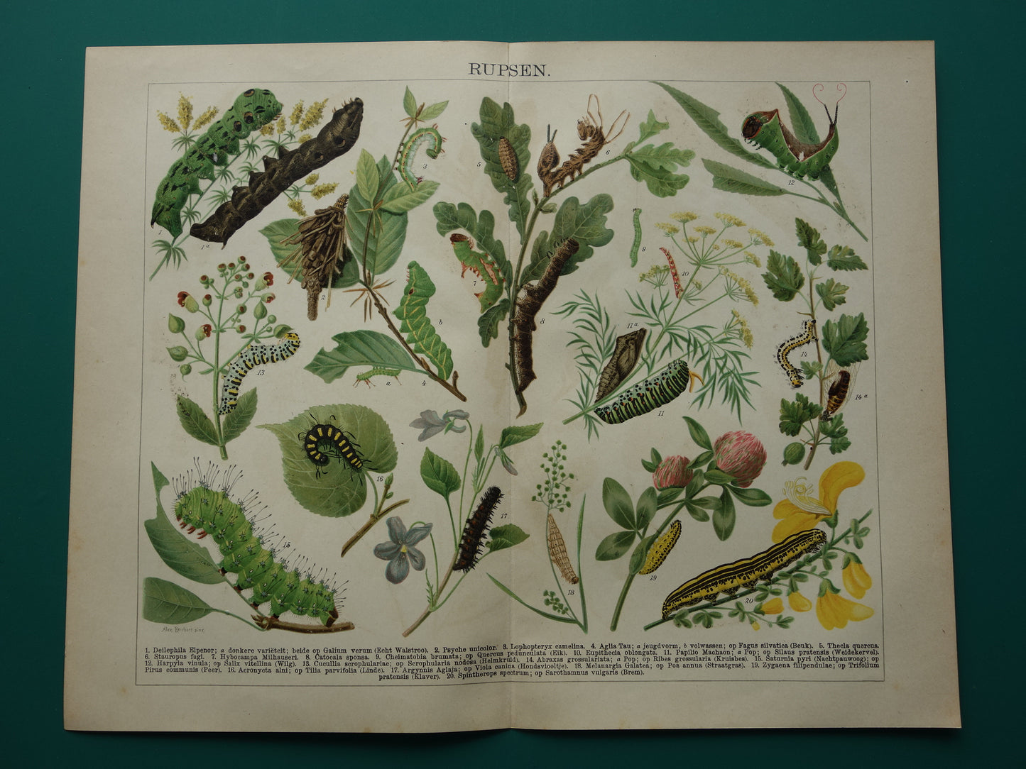 Oude prent van rupsen Originele antieke print rupssoorten uit 1910 Vintage rups illustratie vlinders vlinder
