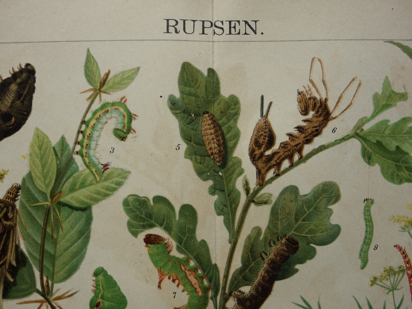 Oude prent van rupsen Originele antieke print rupssoorten uit 1910 Vintage rups illustratie vlinders vlinder