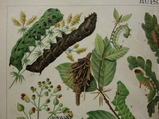 Oude prent van rupsen Originele antieke print rupssoorten uit 1910 Vintage rups illustratie vlinders vlinder