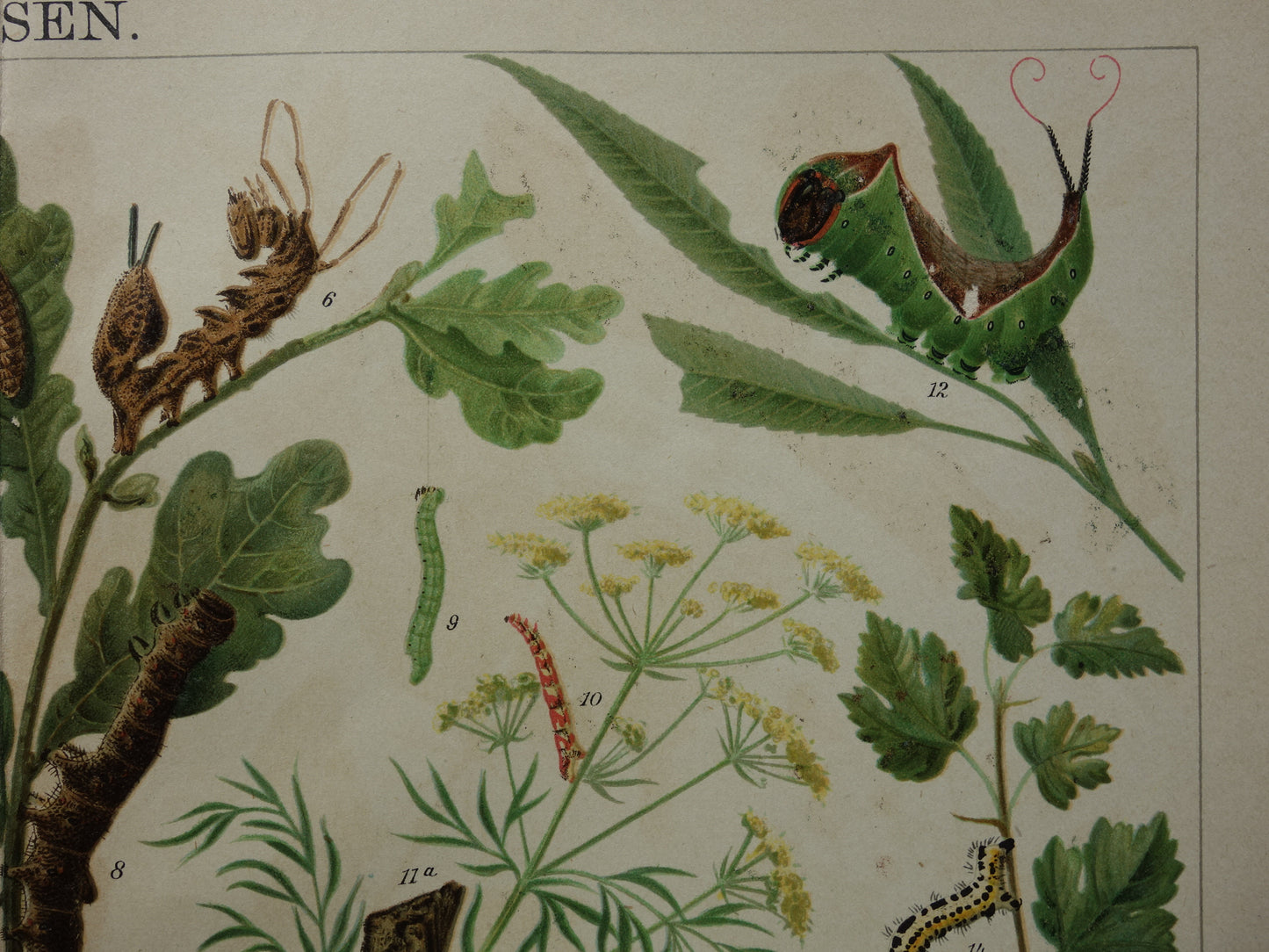 Oude prent van rupsen Originele antieke print rupssoorten uit 1910 Vintage rups illustratie vlinders vlinder