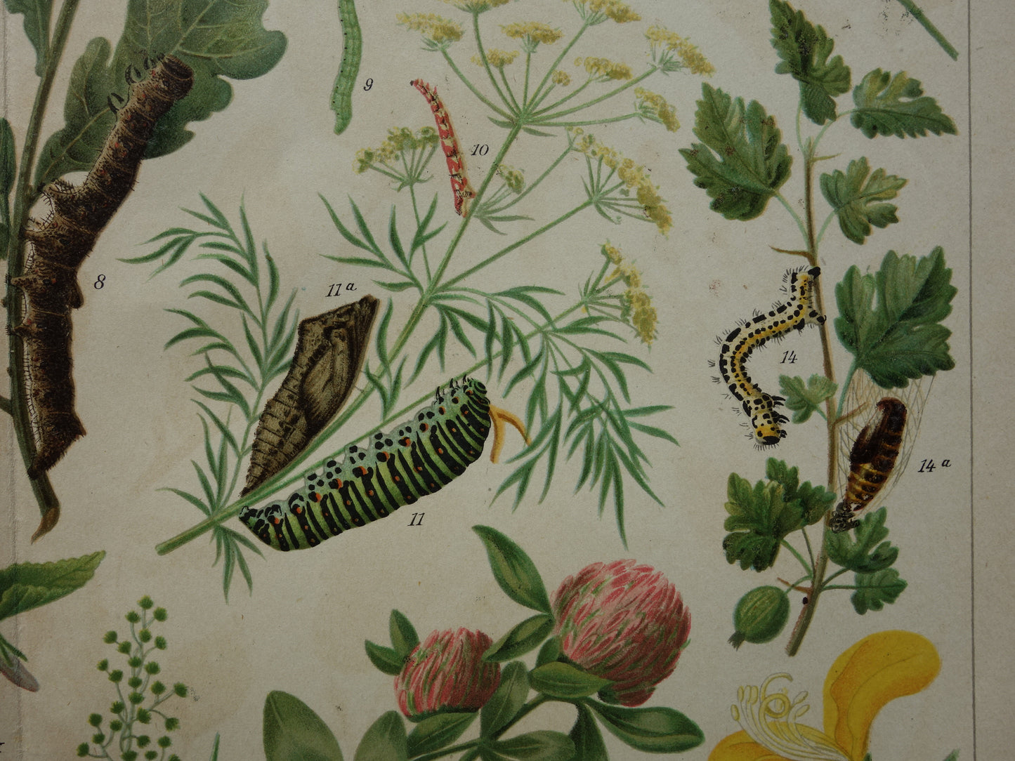 Oude prent van rupsen Originele antieke print rupssoorten uit 1910 Vintage rups illustratie vlinders vlinder