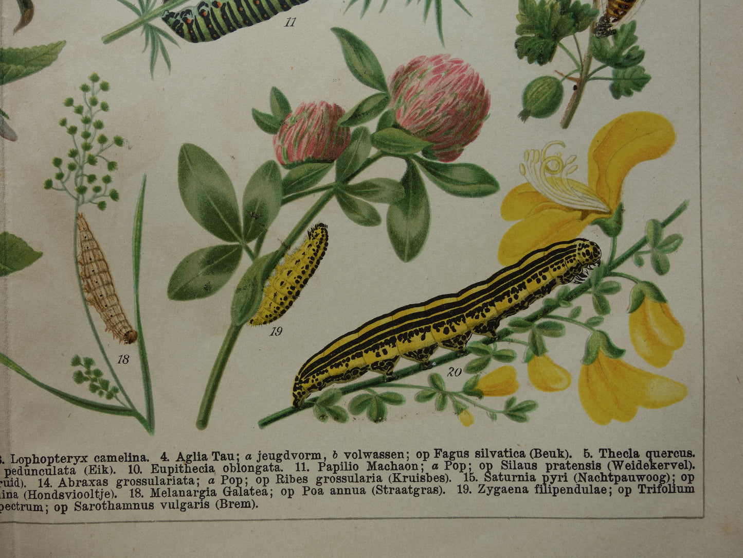 Oude prent van rupsen Originele antieke print rupssoorten uit 1910 Vintage rups illustratie vlinders vlinder