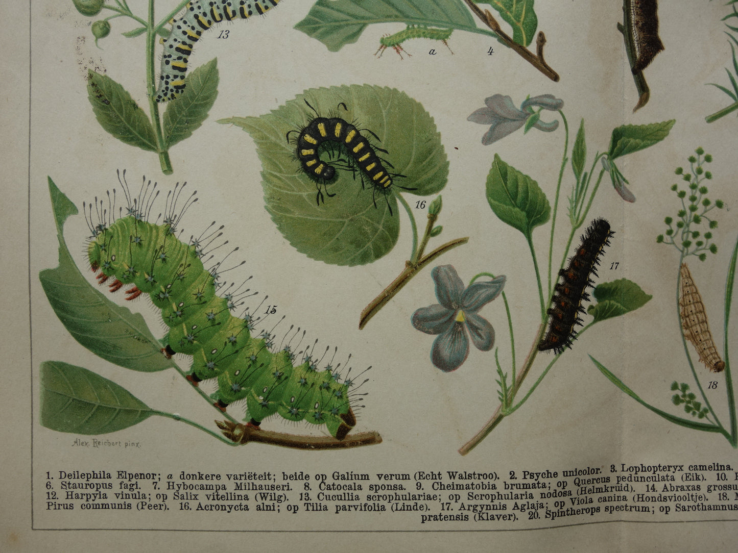 Oude prent van rupsen Originele antieke print rupssoorten uit 1910 Vintage rups illustratie vlinders vlinder