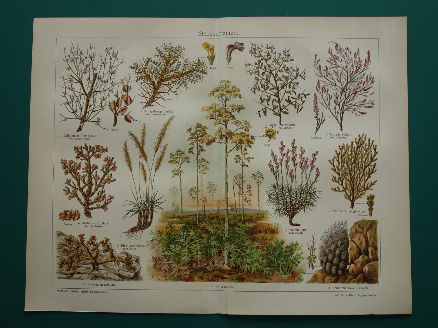 STEPPENPLANTEN Oude botanische prent uit het jaar 1930 originele vintage illustratie steppe plant