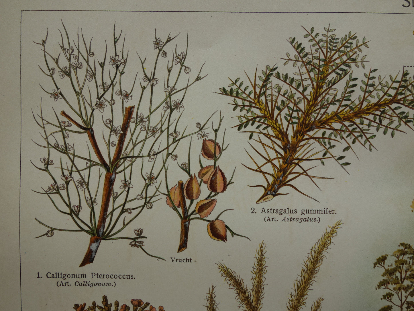 STEPPENPLANTEN Oude botanische prent uit het jaar 1930 originele vintage illustratie steppe plant