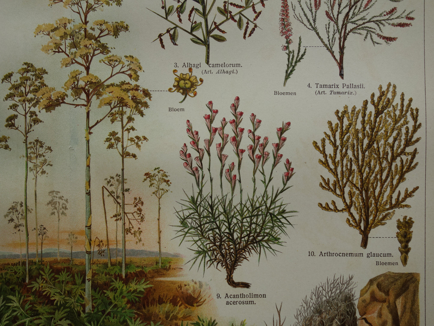 STEPPENPLANTEN Oude botanische prent uit het jaar 1930 originele vintage illustratie steppe plant