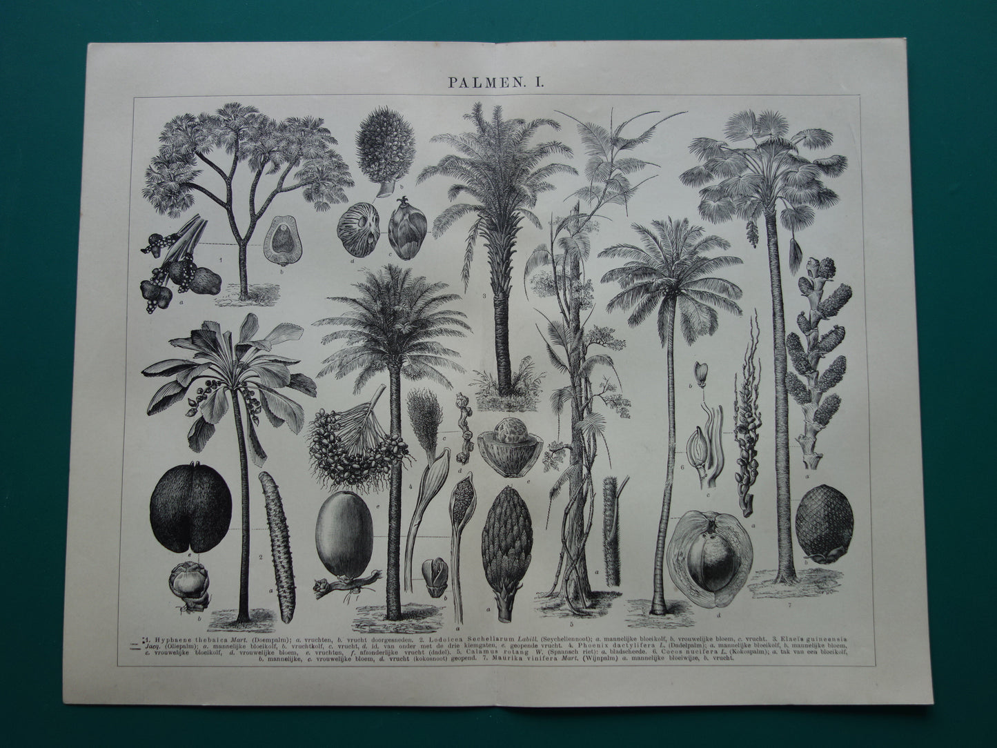 PALMBOOM vintage print uit 1912 originele Nederlandse antieke Palmbomen prent Oude botanische prints Kokospalm Dadelpalm Oliepalm Wijnpalm