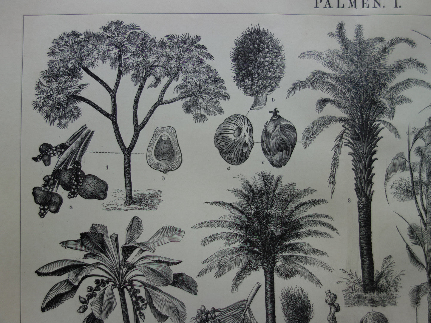 PALMBOOM vintage print uit 1912 originele Nederlandse antieke Palmbomen prent Oude botanische prints Kokospalm Dadelpalm Oliepalm Wijnpalm