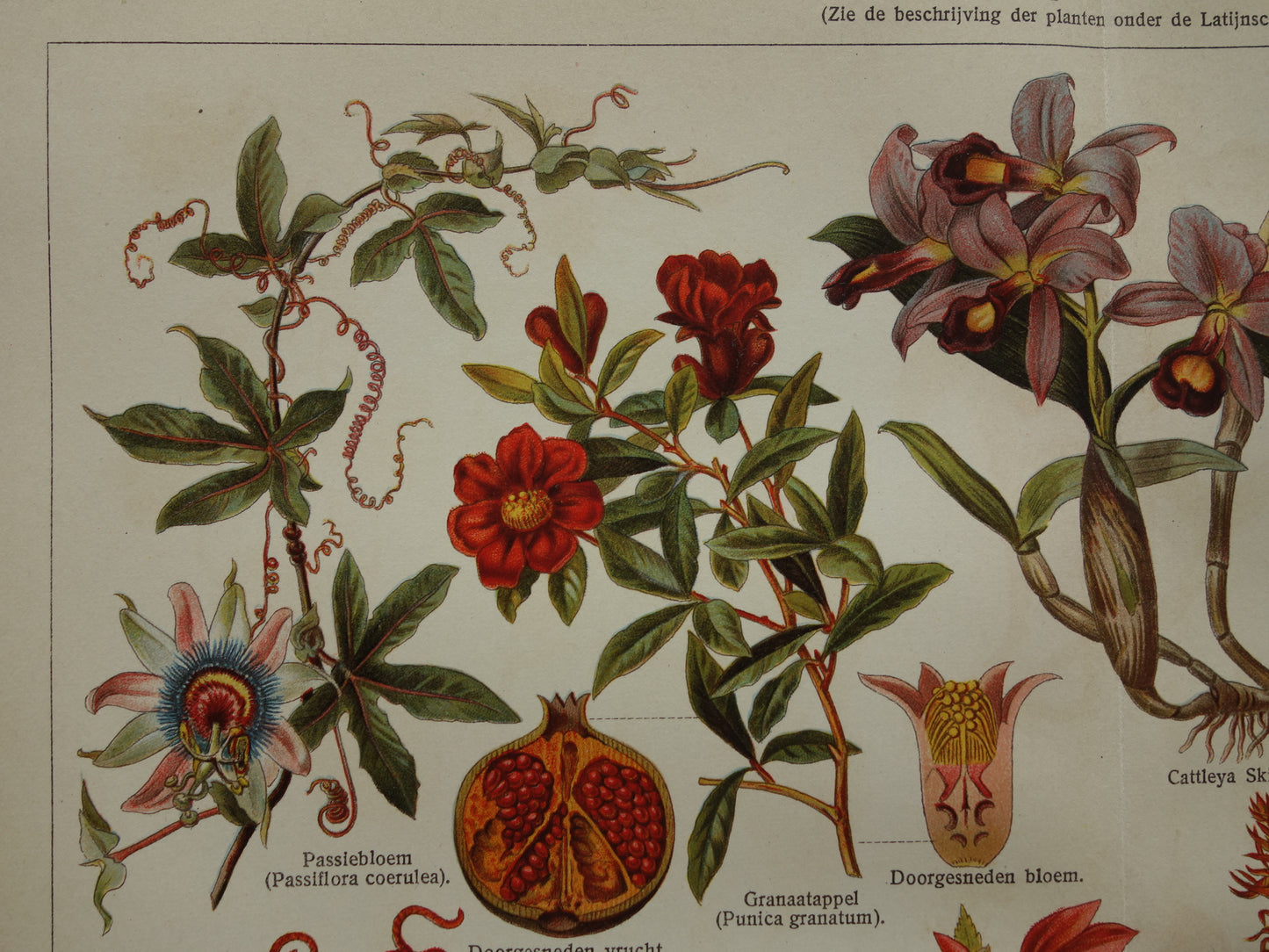 SIERPLANTEN Oude botanische prent uit het jaar Passiebloem Begonia 1930 originele vintage illustratie