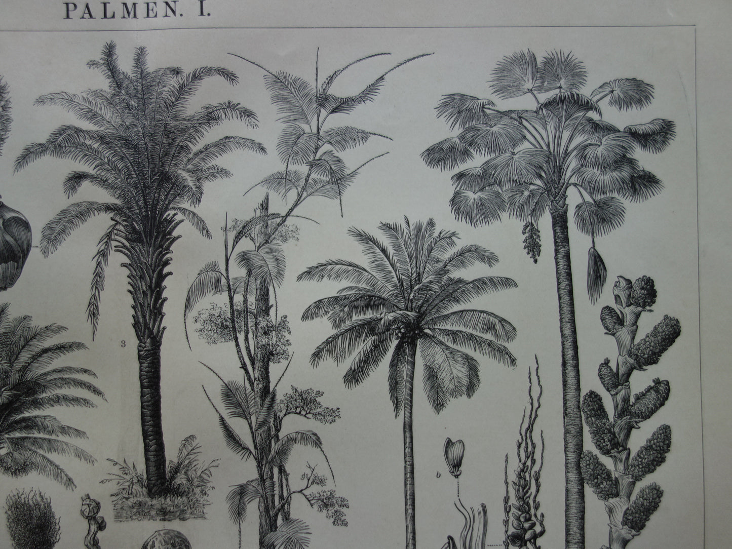 PALMBOOM vintage print uit 1912 originele Nederlandse antieke Palmbomen prent Oude botanische prints Kokospalm Dadelpalm Oliepalm Wijnpalm