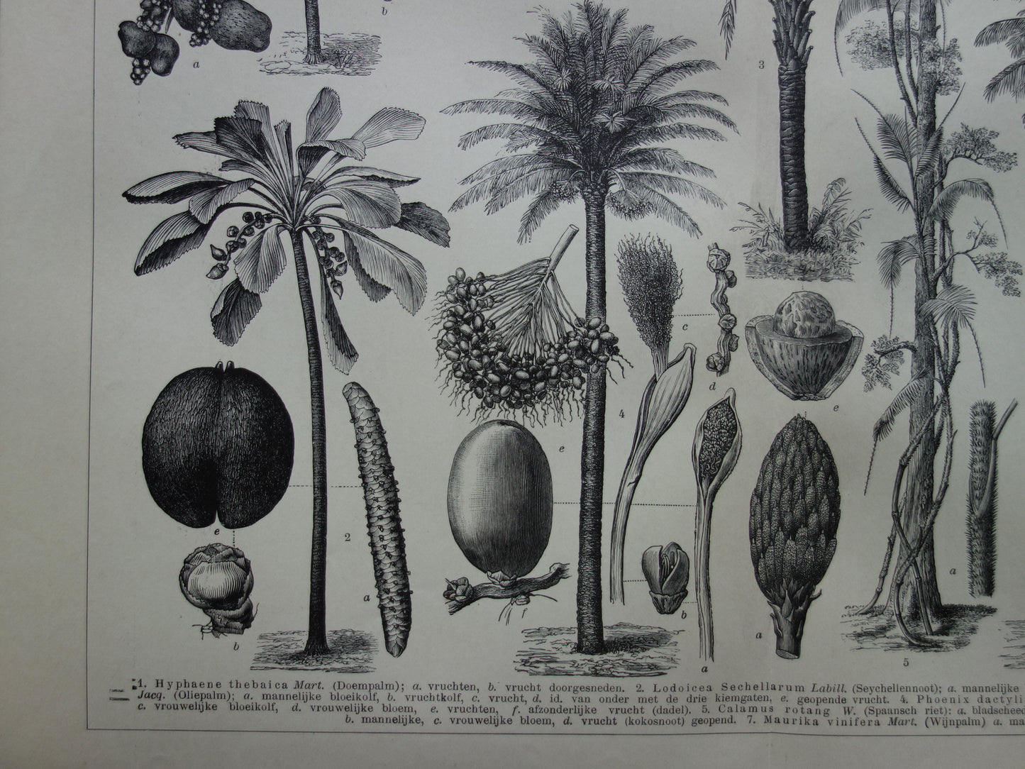 PALMBOOM vintage print uit 1912 originele Nederlandse antieke Palmbomen prent Oude botanische prints Kokospalm Dadelpalm Oliepalm Wijnpalm