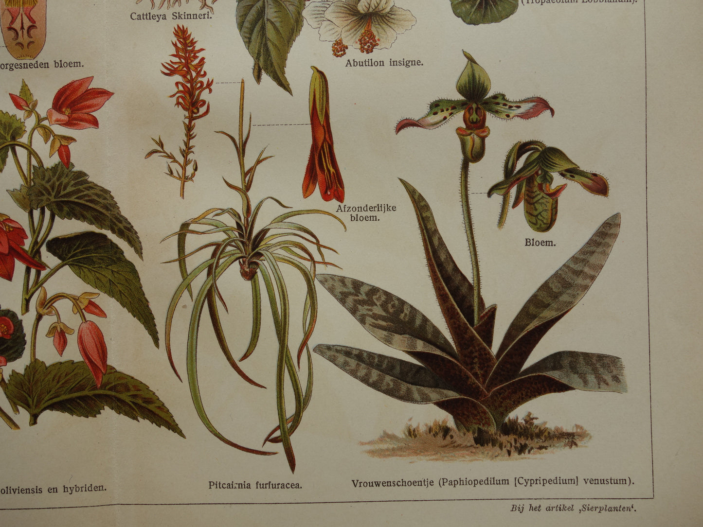 SIERPLANTEN Oude botanische prent uit het jaar Passiebloem Begonia 1930 originele vintage illustratie