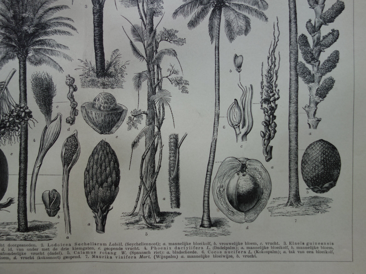 PALMBOOM vintage print uit 1912 originele Nederlandse antieke Palmbomen prent Oude botanische prints Kokospalm Dadelpalm Oliepalm Wijnpalm