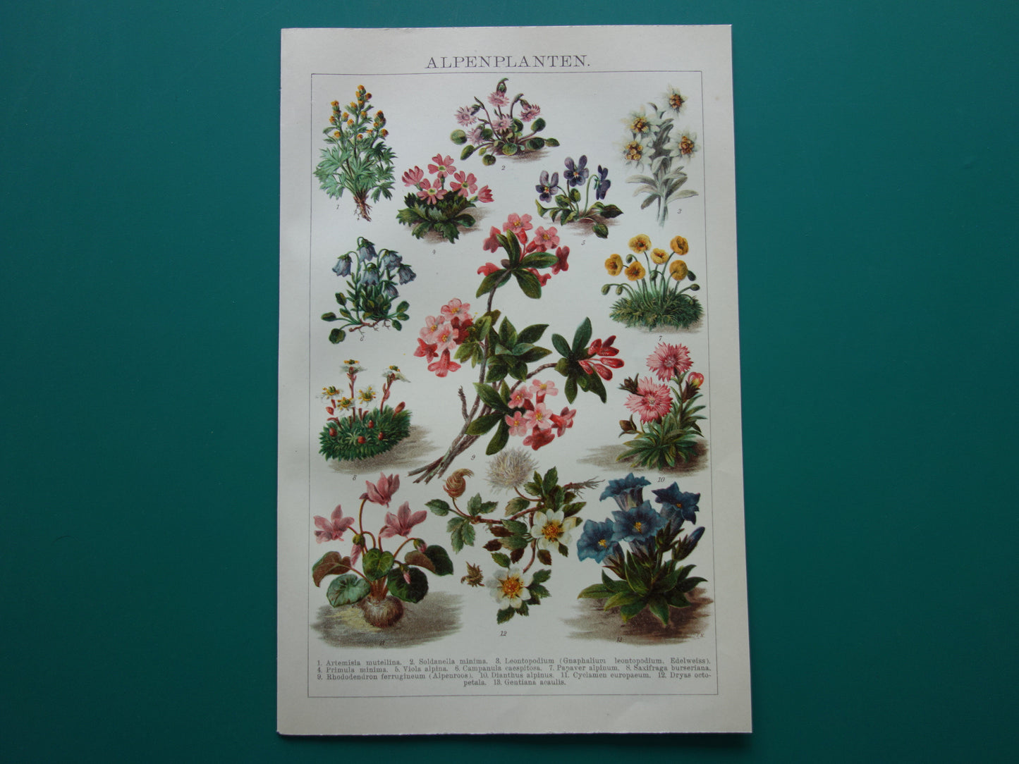 Oude Botanische Prent van Alpenplanten Originele antieke illustratie Edelweiss Dwergsleutelbloem vintage print Alpenroos