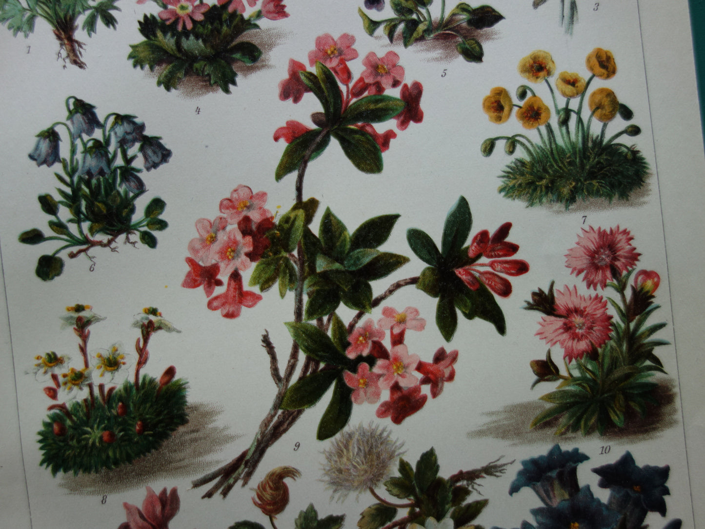 Oude Botanische Prent van Alpenplanten Originele antieke illustratie Edelweiss Dwergsleutelbloem vintage print Alpenroos