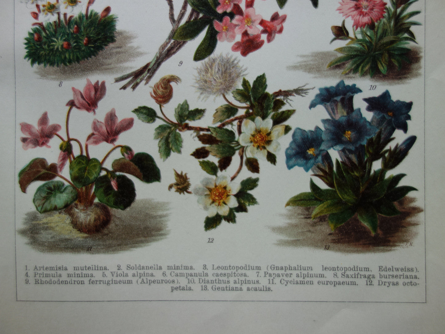 Oude Botanische Prent van Alpenplanten Originele antieke illustratie Edelweiss Dwergsleutelbloem vintage print Alpenroos