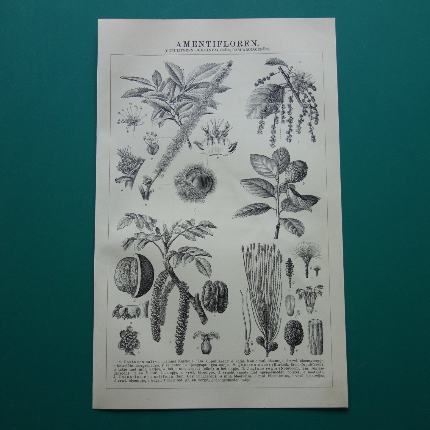 Oude Botanische Prent van Tamme Kastanje Kurkeik Notenboom Australische dennenboom Originele antieke illustratie vintage print