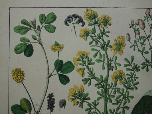 botanische prent uit de 19e eeuw