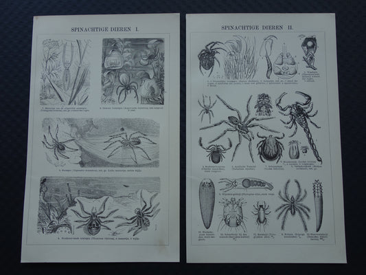 SPINNEN Oude prent van Spinnen Spinachtige insekten originele antieke illustratie Tarantula Kruisspin vintage afbeelding prints