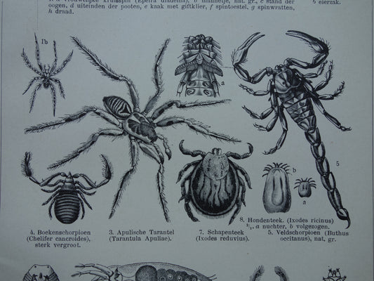 SPINNEN Oude prent van Spinnen Spinachtige insekten originele antieke illustratie Tarantula Kruisspin vintage afbeelding prints