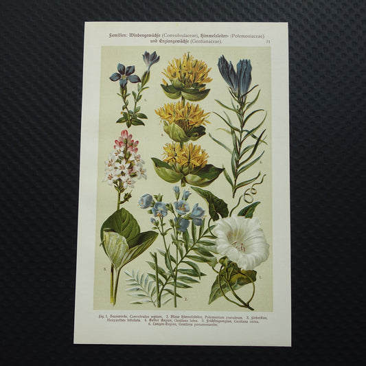 GELE GENTIAAN Oude botanische prent 1911 originele antieke illustratie Haagwinde Jacobsladder botanie prenten bloemen